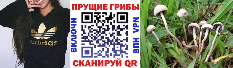 Псилоцибиновые грибы Magic Shrooms  Нальчик 
